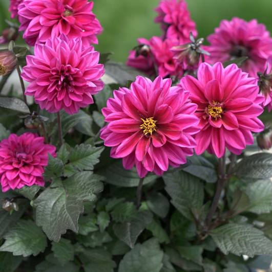 Dahlia ‘Dalaya Sanya’ 3L 5056771000645